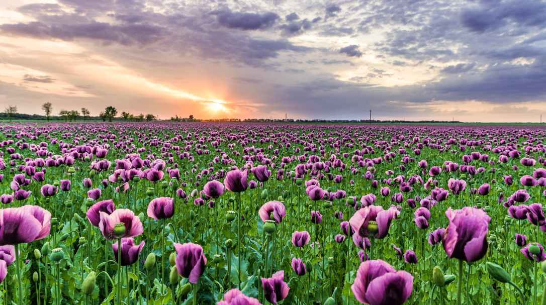 photography of field of purple flowers